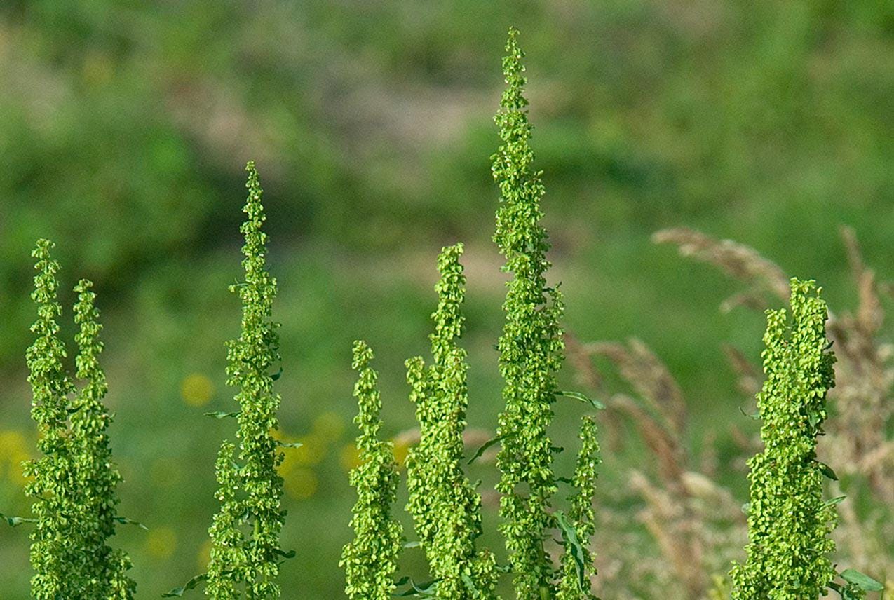 Alkaline Iron Phosphate Tea | Congo Kitchen Herbal Blend | Root & Berry Infusion | Organic Plant-Based | Sarsaparilla, Elderberry, Dandelion