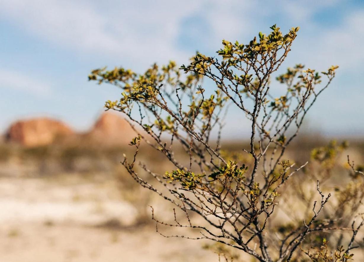 Fresh Chaparral Herb | Creosote bush | Larrea tridentata | Gobernadora (Organic Premium Wild Crafted) Desert Rain BULK