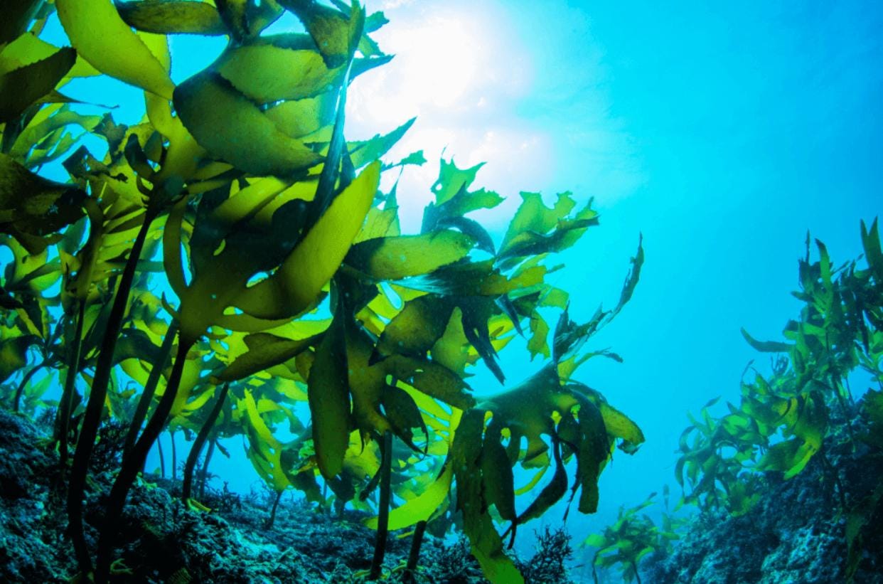 Ocean Seasoning - Iodides and Bromides | Alkaline Mineral-Rich Sea Blend | Kelp, Nori, Dulse, Sea Moss | Umami Vegan Seafood Flavor Enhancer