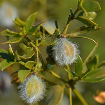 Fresh Chaparral Herb Larrea tridentata | creosote bush tea detox dried herb | Desert Rain Incense Herb