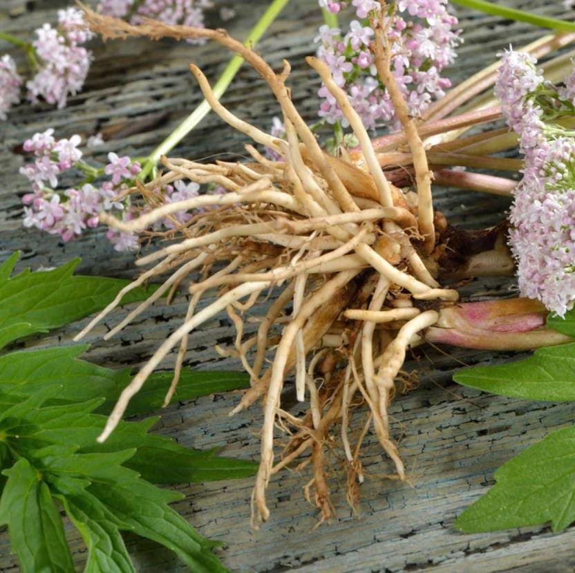 Dream Powder | Magic Ancient Herb Mix For Lucid Dreaming Shamanic Master Herbs + Psychic Power | Dream Recall 3rd Eye Boost
