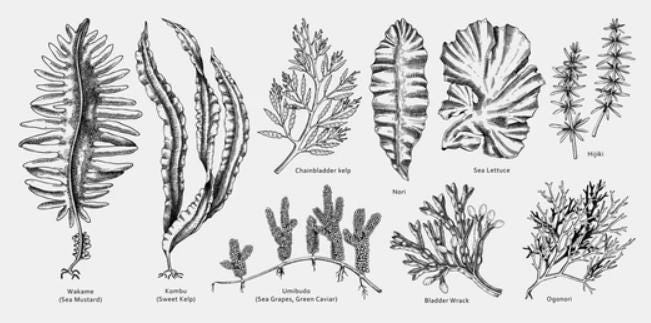 Ocean Seasoning - Iodides and Bromides | Alkaline Mineral-Rich Sea Blend | Kelp, Nori, Dulse, Sea Moss | Umami Vegan Seafood Flavor Enhancer