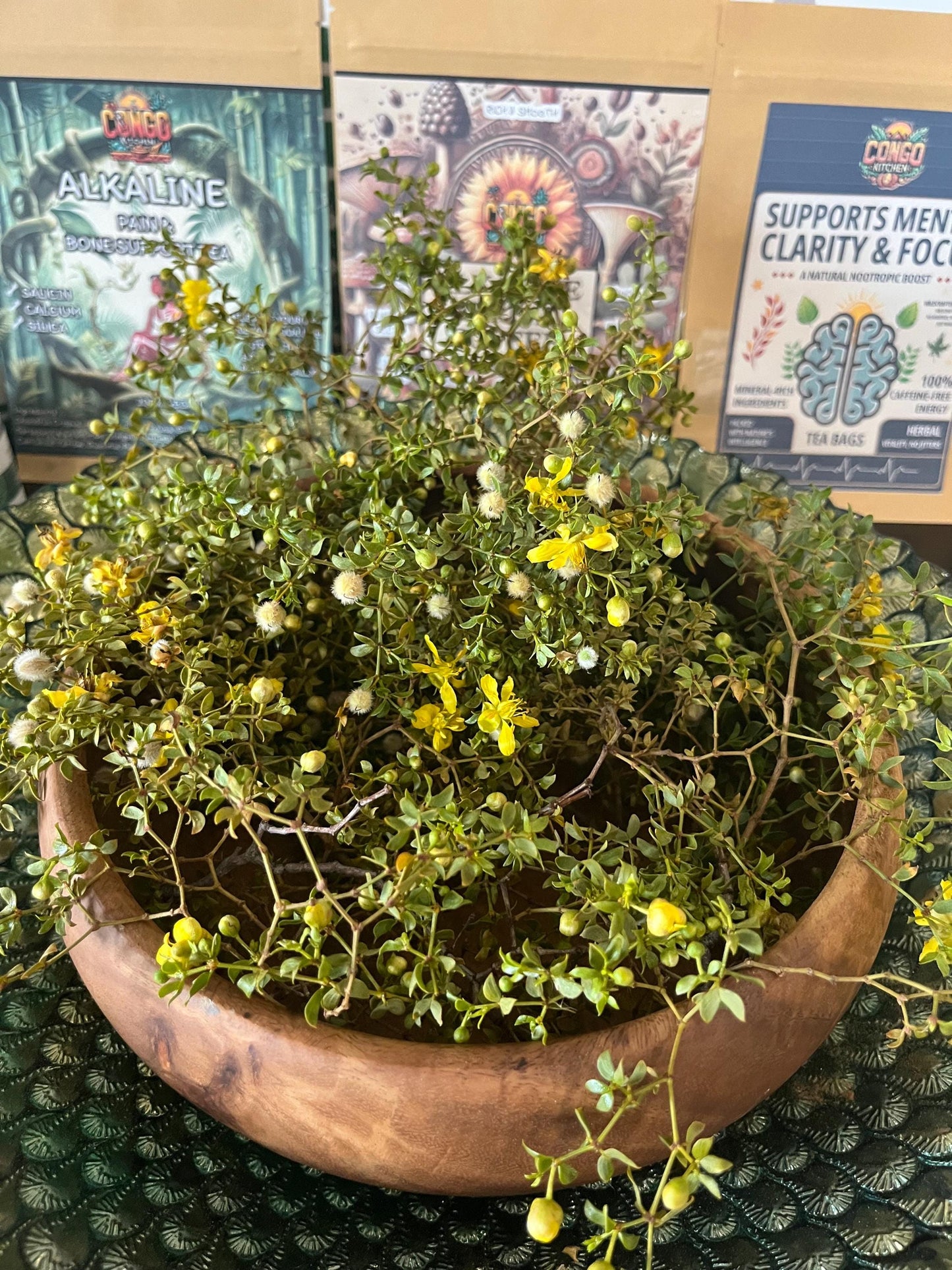 Fresh Chaparral Herb | Creosote bush | Larrea tridentata | Gobernadora (Organic Premium Wild Crafted) Desert Rain BULK