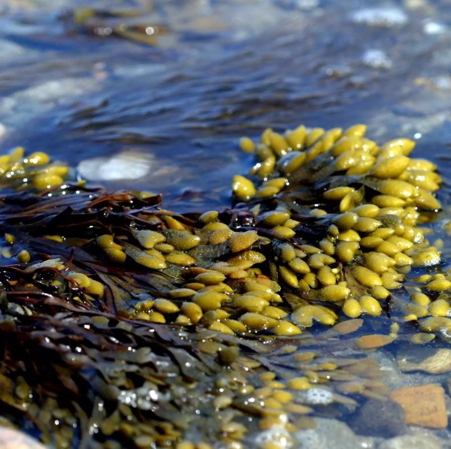 Ocean Seasoning - Iodides and Bromides | Alkaline Mineral-Rich Sea Blend | Kelp, Nori, Dulse, Sea Moss | Umami Vegan Seafood Flavor Enhancer