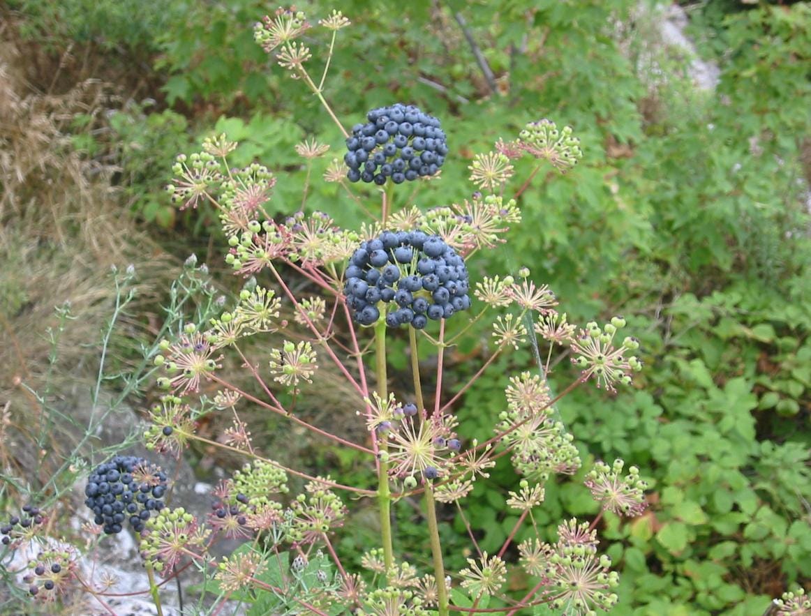 Alkaline Plant Calcium Tea | Renaquilla Tea (Ficus Pertusa) Master Plant + Sea Moss & Horsetail | Iron Bones | Congo Kitchen Loose Herb Mix