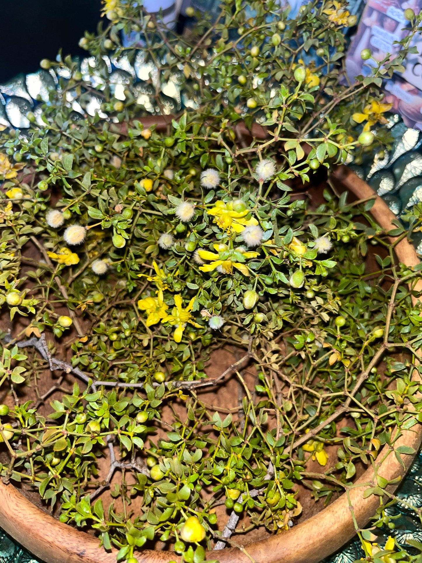Fresh Chaparral Herb Larrea tridentata | creosote bush tea detox dried herb | Desert Rain Incense Herb