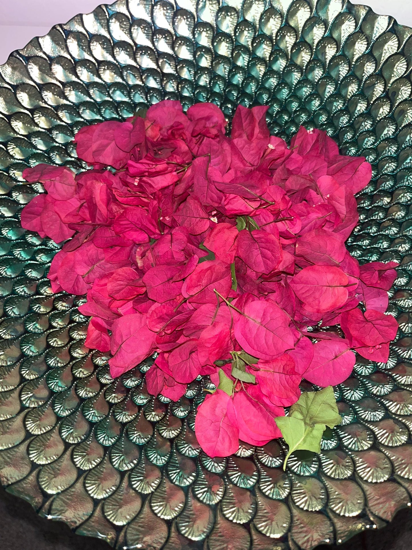 Fresh Bougainvillea Flowers Bugambilia flor/Te, Bougainvillea dried flower/petals, Bougainvillea tea/infusion, te de bugambilia |