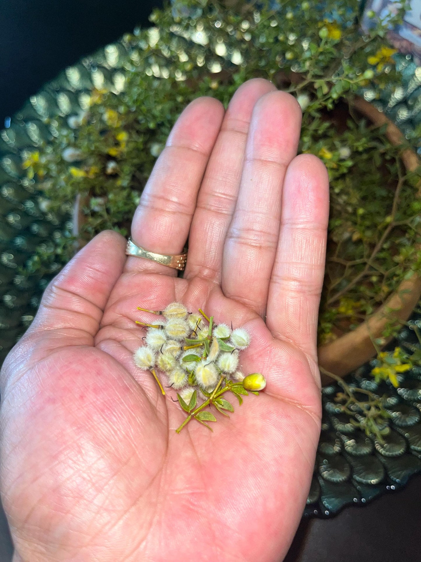 Fresh Chaparral Herb Larrea tridentata | creosote bush tea detox dried herb | Desert Rain Incense Herb