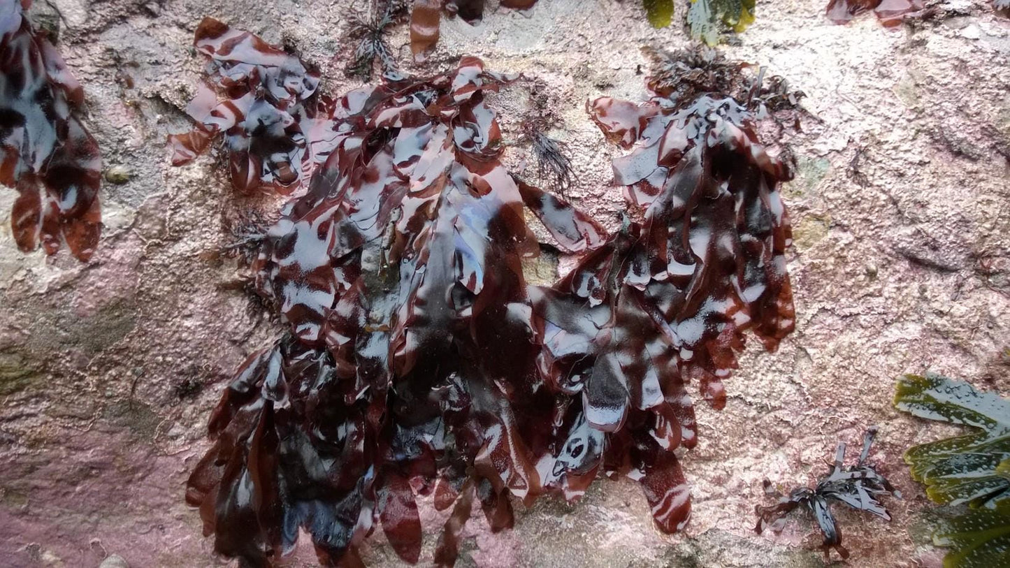 Ocean Seasoning - Iodides and Bromides | Alkaline Mineral-Rich Sea Blend | Kelp, Nori, Dulse, Sea Moss | Umami Vegan Seafood Flavor Enhancer