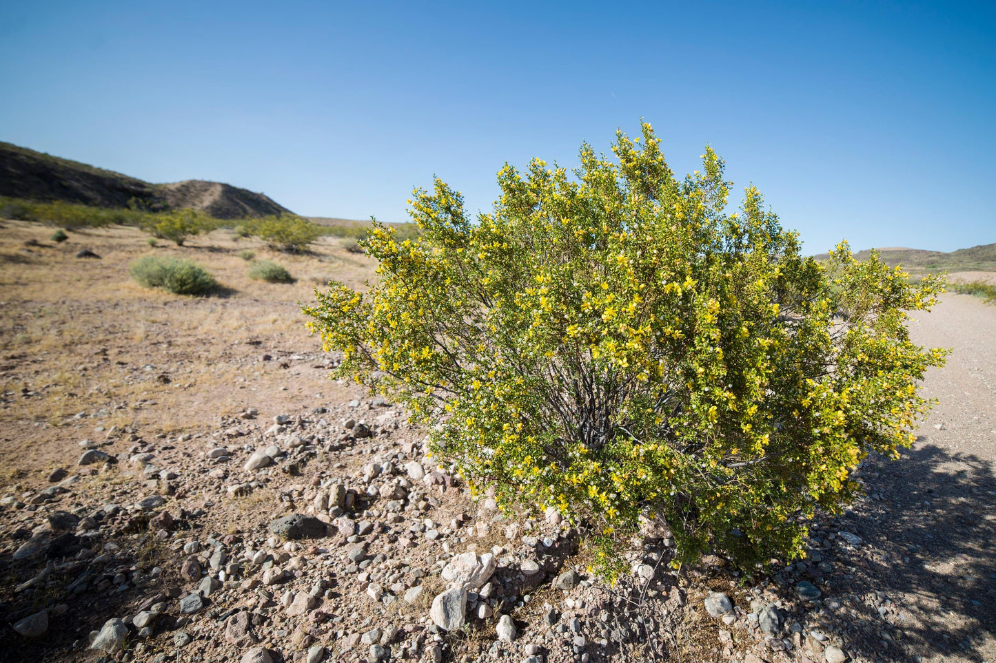 Fresh Chaparral Herb | Creosote bush | Larrea tridentata | Gobernadora (Organic Premium Wild Crafted) Desert Rain BULK