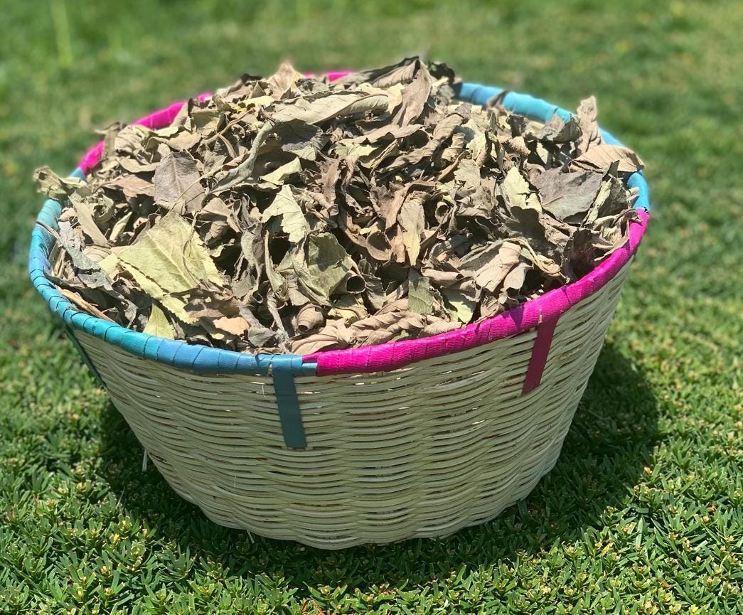 Mullein & Seh Haw Loaded Tea Tub 100% Natural and Pure Kinkeliba + Gordolobo Herb | Boost Energy + Raise PH | Caffeine Free Lung and Energy