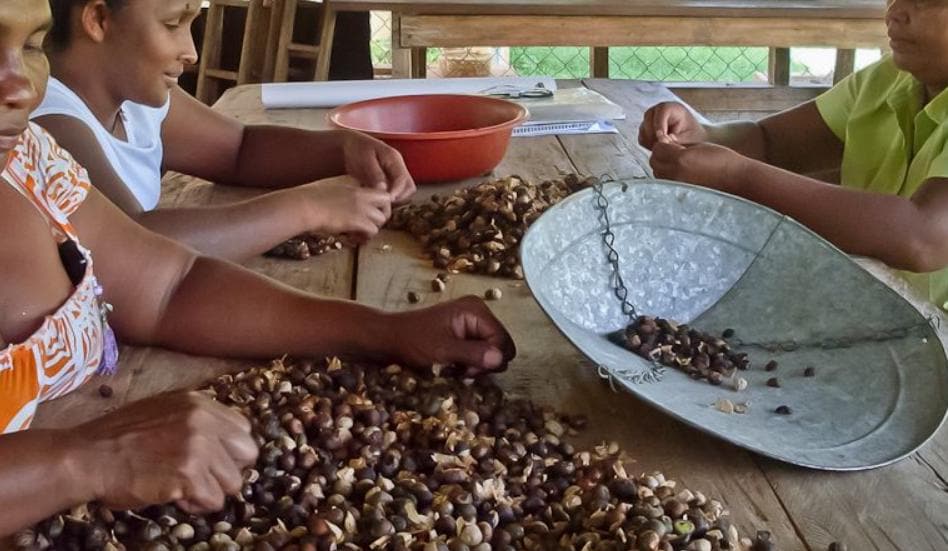 Kinkeliba Ceylon Coffee | Rich and Bold Caffeine-Free Superfood Blend | Seh Haw, Mushrooms & Maya Nut | Congo Kitchen Energy + Focus Drink