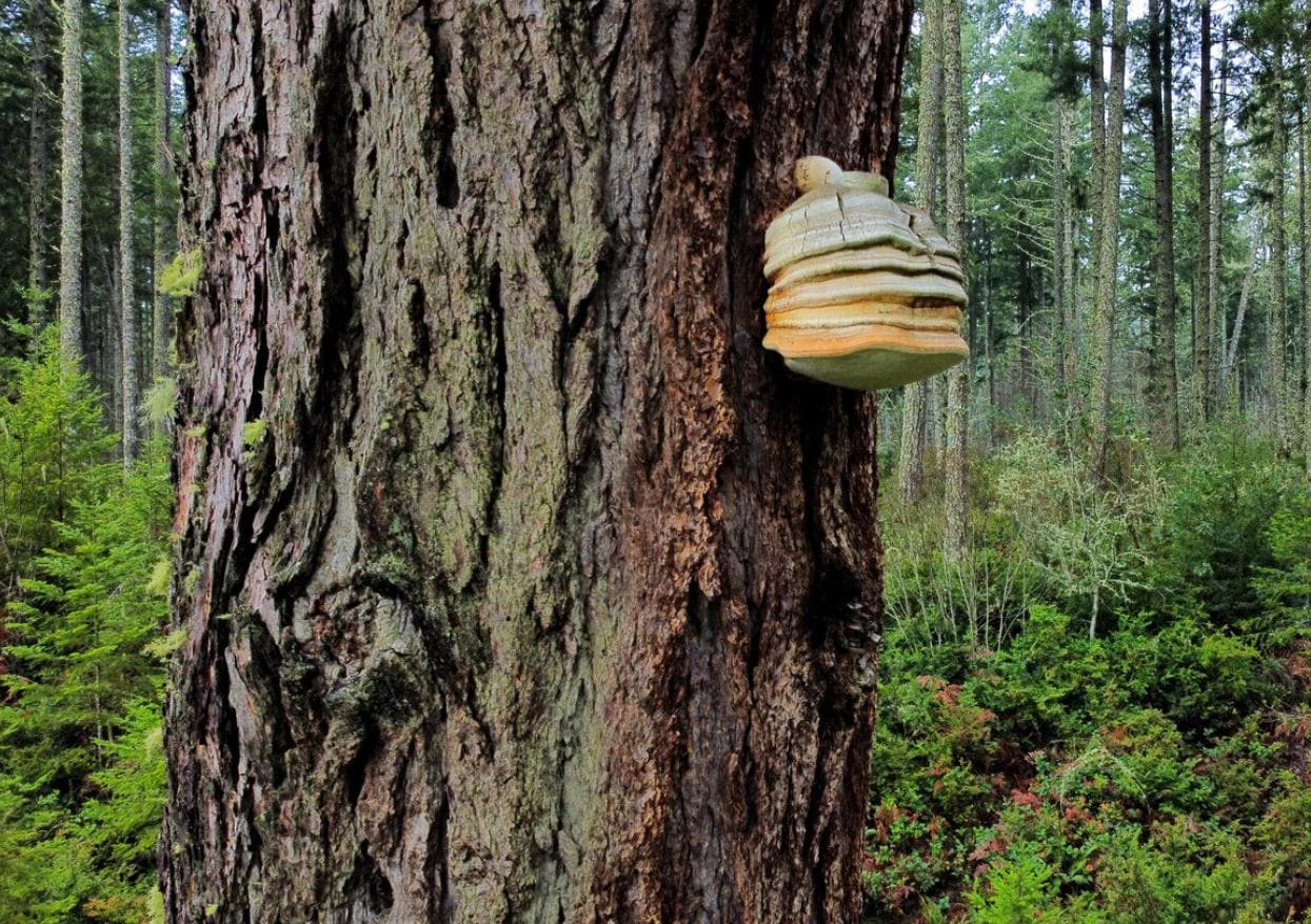 Mushroom Iron Rich Alkaline Coffee | Rich & Bold Caffeine-Free Superfood Blend | Kinkeliba, Mushrooms Maya Nut | Energy Focus Drink