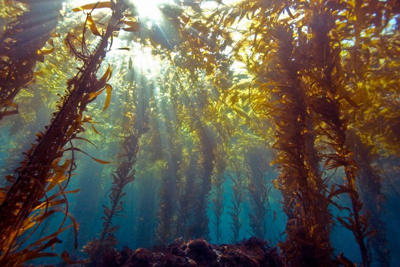 Ocean Seasoning - Iodides and Bromides | Alkaline Mineral-Rich Sea Blend | Kelp, Nori, Dulse, Sea Moss | Umami Vegan Seafood Flavor Enhancer