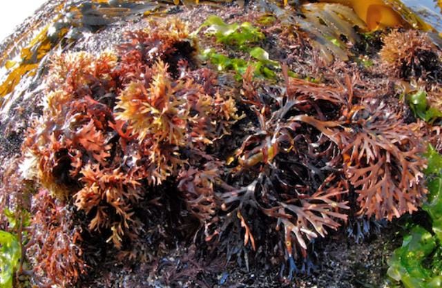 Ocean Seasoning - Iodides and Bromides | Alkaline Mineral-Rich Sea Blend | Kelp, Nori, Dulse, Sea Moss | Umami Vegan Seafood Flavor Enhancer
