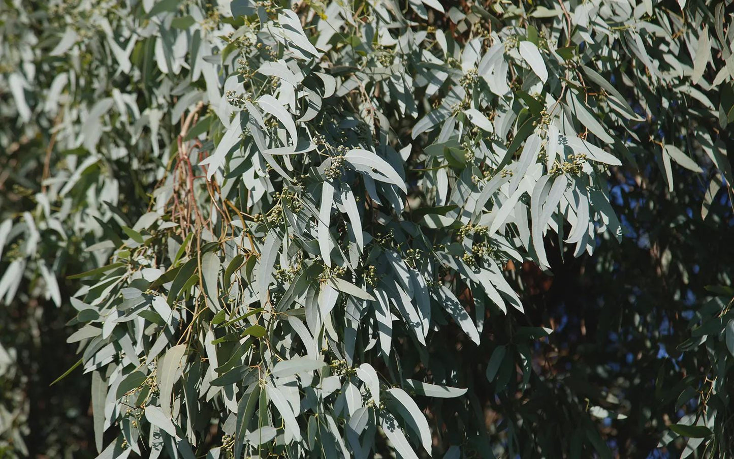 Fresh Eucalyptus Leaves