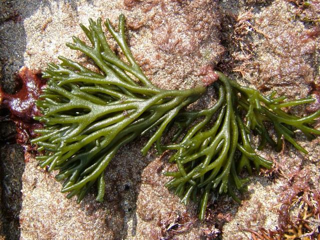 Ocean Seasoning Bulk Pack | Alkaline Mineral-Rich Sea Blend | Kelp, Dulse, Sea Moss Smoked Sea Salt and Wakame | Umami Vegan Seafood Flavor