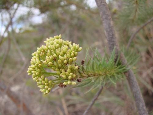 Parasite Pills Bitter Detox | Clove, Cascara Sagrada, Prodigiosa, Wormwood, Black Walnut | Gut Liver & Colon | Iron + Magnesium | Alkaline