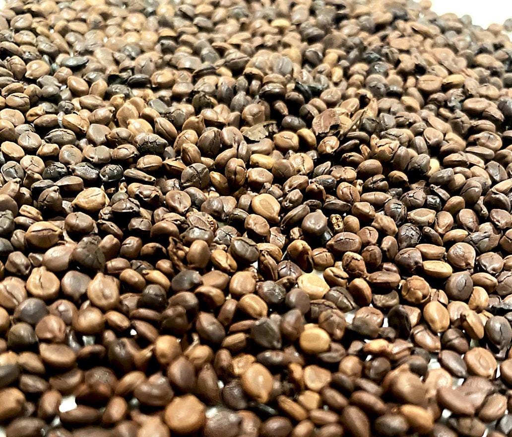 Mushroom Iron Rich Alkaline Coffee | Rich & Bold Caffeine-Free Superfood Blend | Kinkeliba, Mushrooms Maya Nut | Energy Focus Drink