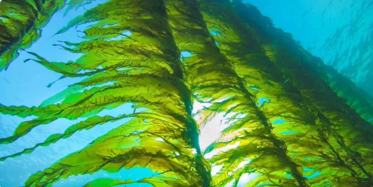 Ocean Seasoning - Iodides and Bromides | Alkaline Mineral-Rich Sea Blend | Kelp, Nori, Dulse, Sea Moss | Umami Vegan Seafood Flavor Enhancer