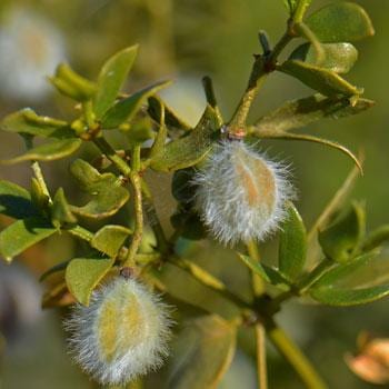 Fresh Chaparral Herb | Creosote bush | Larrea tridentata | Gobernadora (Organic Premium Wild Crafted) Desert Rain BULK