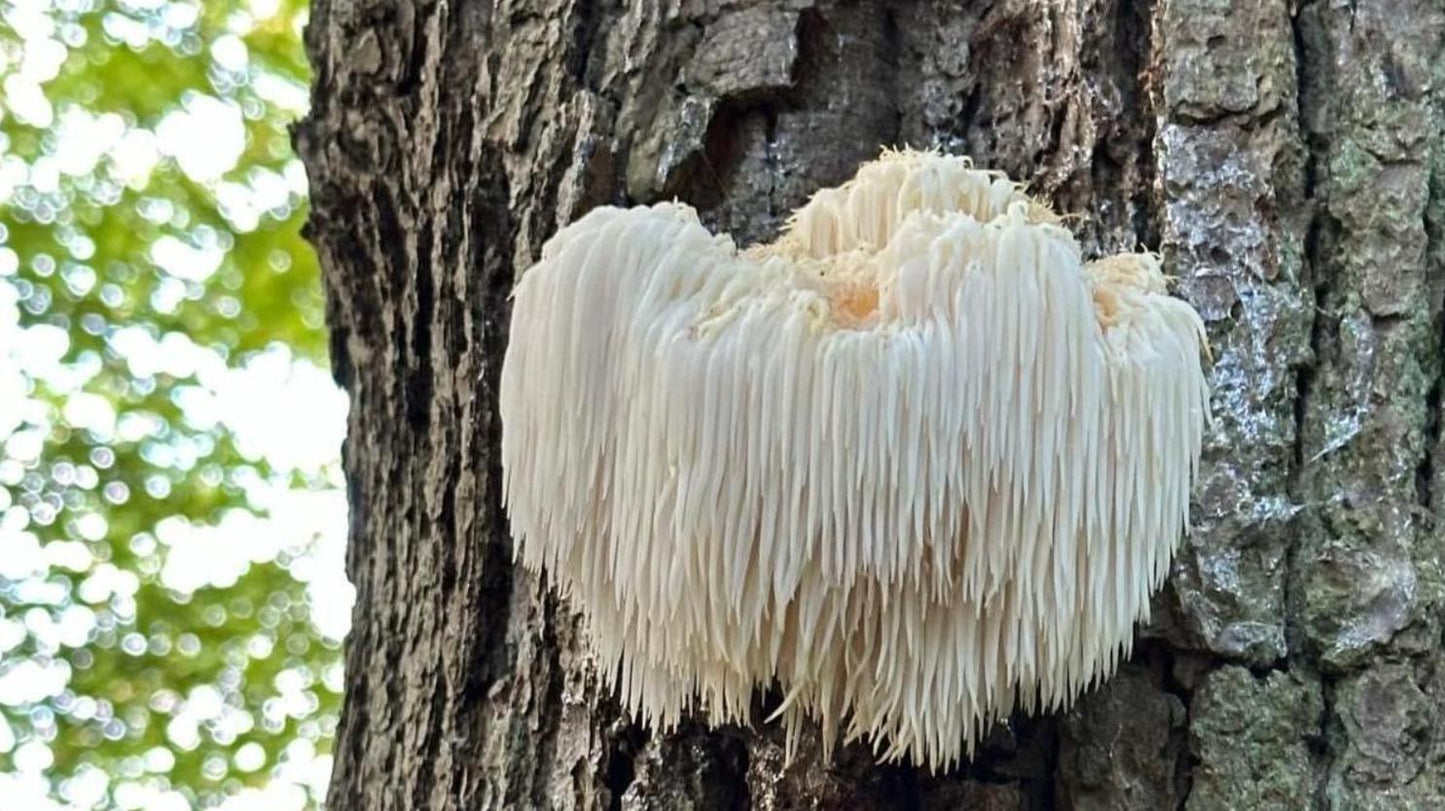 Alkaline Copper Brain Juice 100% Vegan Herbal Nootropic Tea Additive and Chemical-Free | Raise PH | Carbon + Oxygen | Brain & Nerves