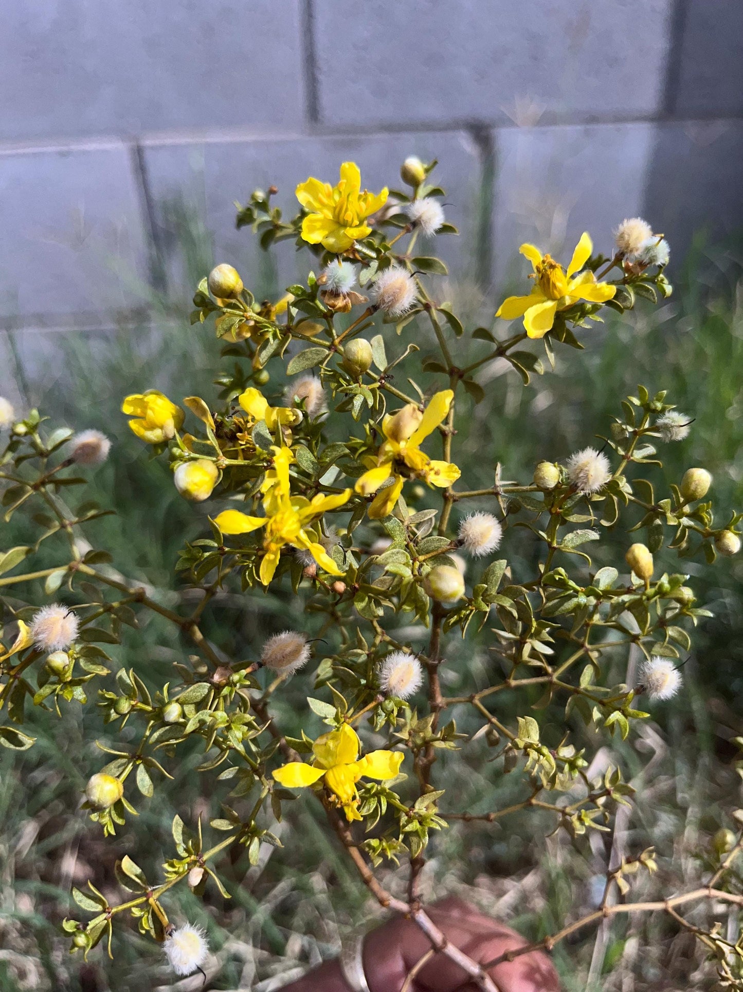 Fresh Chaparral Herb | Creosote bush | Larrea tridentata | Gobernadora (Organic Premium Wild Crafted) Desert Rain BULK