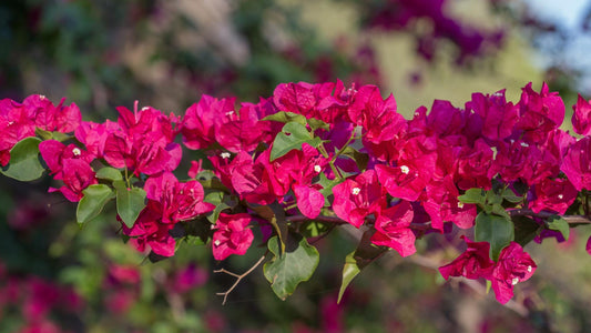 Fresh Bougainvillea Flowers Bugambilia flor/Te, Bougainvillea dried flower/petals, Bougainvillea tea/infusion, te de bugambilia |