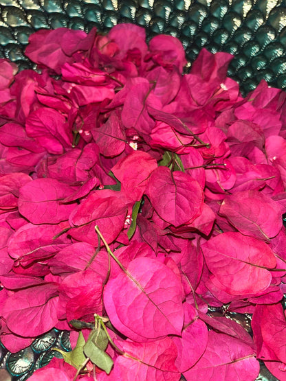 Fresh Bougainvillea Flowers Bugambilia flor/Te, Bougainvillea dried flower/petals, Bougainvillea tea/infusion, te de bugambilia |