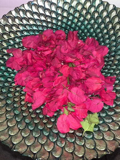 Fresh Bougainvillea Flowers Bugambilia flor/Te, Bougainvillea dried flower/petals, Bougainvillea tea/infusion, te de bugambilia |