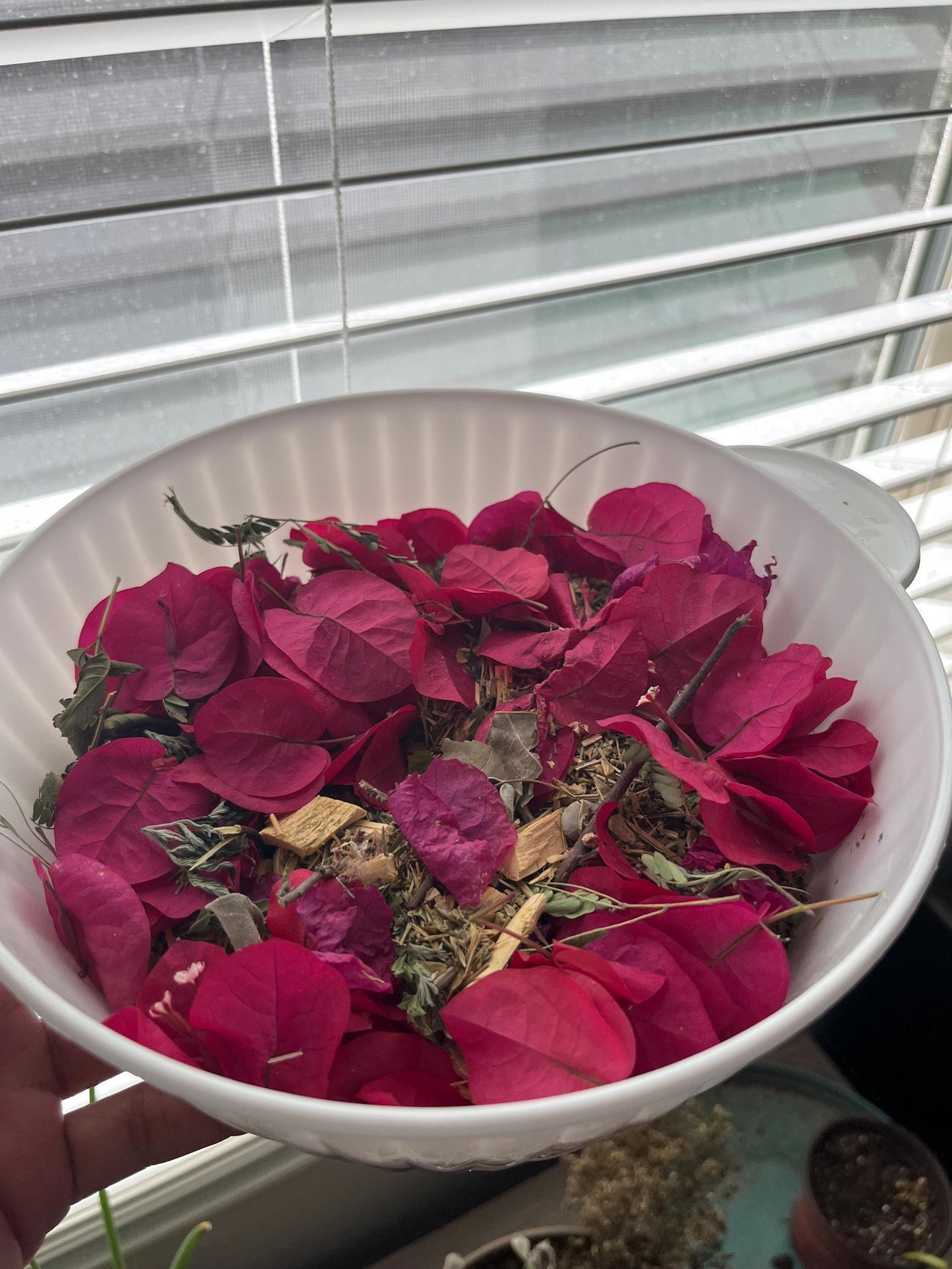 Fresh Bougainvillea Flowers Bugambilia flor/Te, Bougainvillea dried flower/petals, Bougainvillea tea/infusion, te de bugambilia |