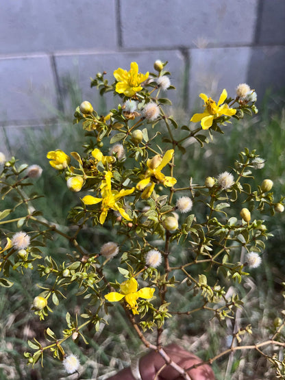 Fresh Chaparral Herb Larrea tridentata | creosote bush tea detox dried herb | Desert Rain Incense Herb