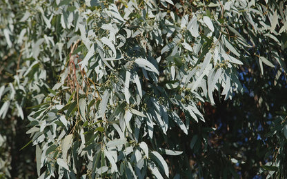 Fresh Eucalyptus Leaves