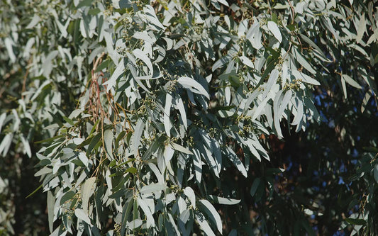 Fresh Eucalyptus Leaves