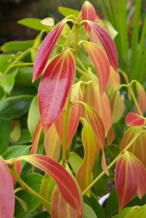 Kinkeliba Ceylon Coffee | Rich and Bold Caffeine-Free Superfood Blend | Seh Haw, Mushrooms & Maya Nut | Congo Kitchen Energy + Focus Drink