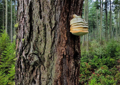 Kinkeliba Ceylon Coffee | Rich and Bold Caffeine-Free Superfood Blend | Seh Haw, Mushrooms & Maya Nut | Congo Kitchen Energy + Focus Drink